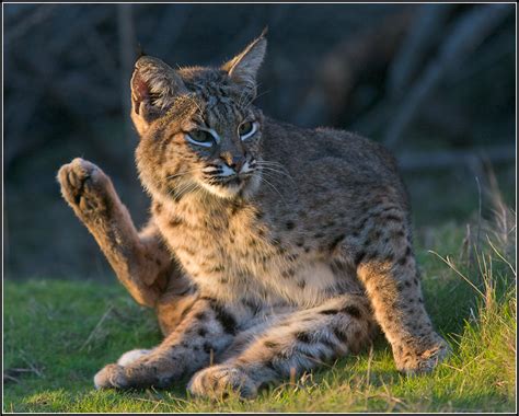 El ojo del buitre: Felinos - Lince rojo (Lynx rufus)