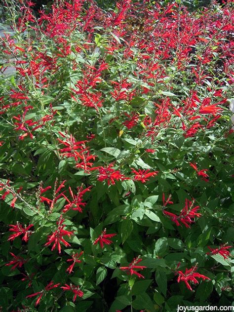 Pruning & Trimming 3 Different Types of Salvias In Spring or Fall