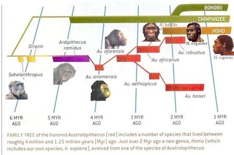 Human Family Tree | DragonflyIssuesInEvolution13 Wiki | Fandom