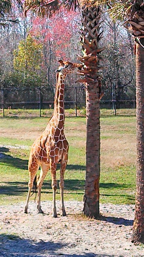 365 Vibrant Life Challenge: Day 57. Jacksonville zoo.