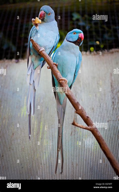 Blue Indian Ringneck Parrots Stock Photo - Alamy