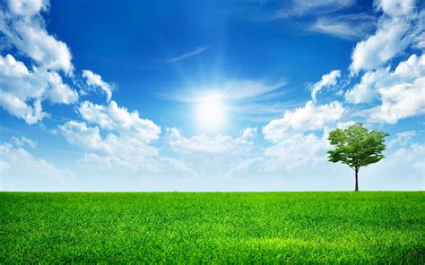 Single tree in the green grass wallpaper - Digital Art wallpapers - #53752