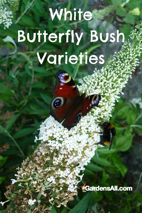 Butterfly Bush Varieties-White | GardensAll