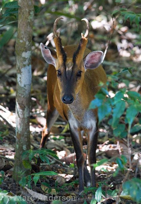 Barking Deer (Muntjac) Sounds | Wild Ambience Nature Sounds