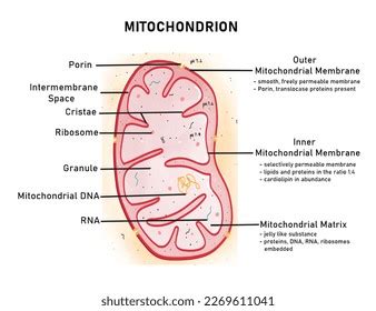 Eukaryotic Cells Mitochondria Double Membrane Bound Stock Illustration ...