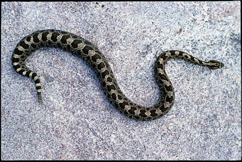 Massasauga Rattlesnake | Georgian Bay Biosphere Reserve