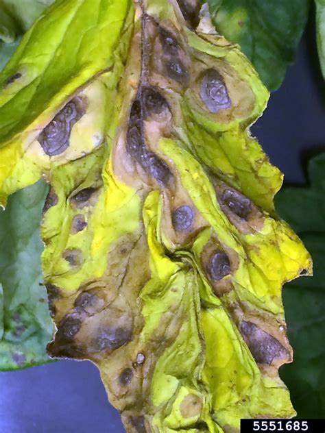 Early blight in tomato and potato | UMN Extension