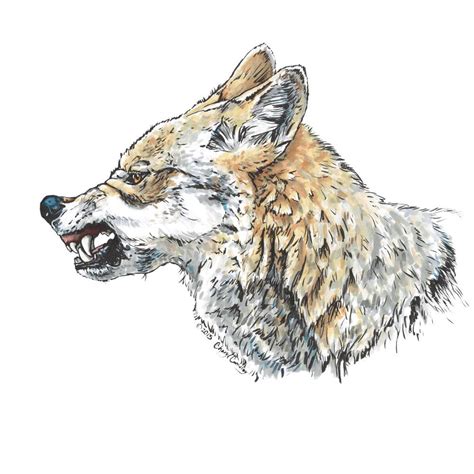 Wolf Snarl Drawing at GetDrawings | Free download