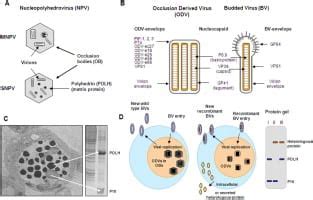 Baculovirus Protein Expression Service | ProMab