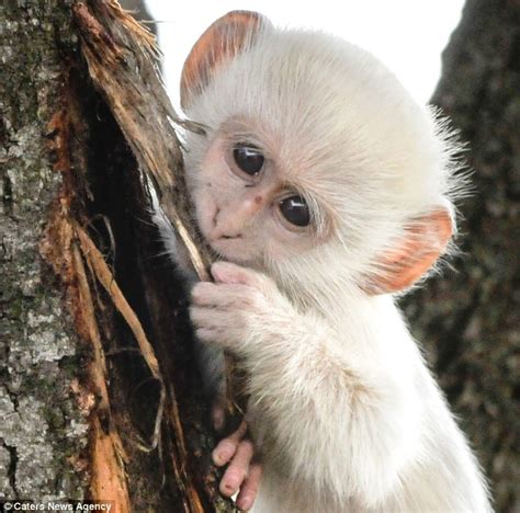 Albino monkey wrestles with its friends in Kruger National Park | Daily ...