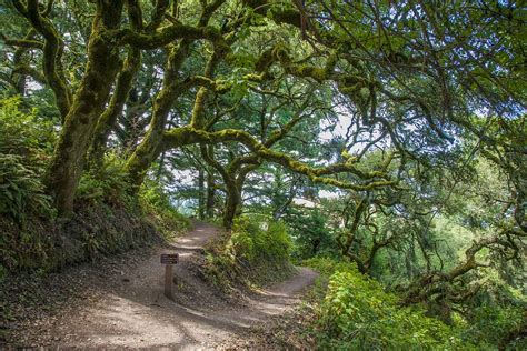 Windy Hill Open Space Preserve