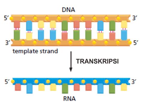 Transkripsi DNA: Sintesis & Modifikasi RNA Biokimia Kedokteran — Caiherang