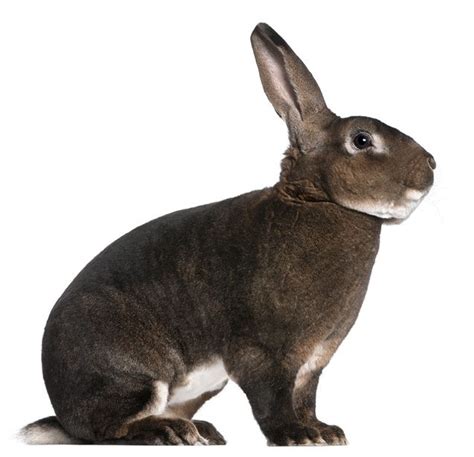 Rex Rabbit Breed Information and Pictures - PetGuide.com | Rabbit, Rabbit breeds, Rex rabbit