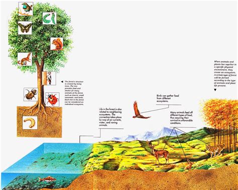 luisminglish - Science: Ecosystems