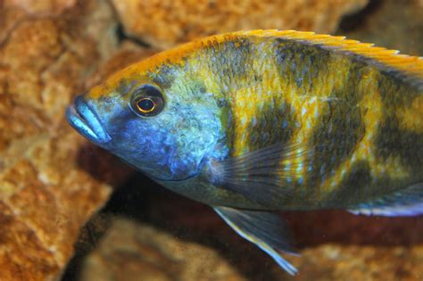 Amazing Fish: African Cichlids