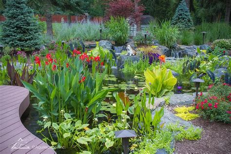 Must-Know Basics of Aquatic Plants | Pond Pants Care