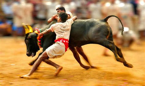 Every South Indian need to know about #Jallikattu. A Complete History ...