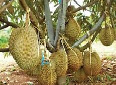 Gambar Membuat Durian Bawor Berbuah Mengenal Musim Gambar Pohon di ...