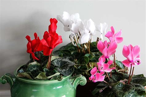 Cyclamen Care: How To Grow Indoor Cyclamen | Cyclamen care, Winter vegetables gardening, Winter ...