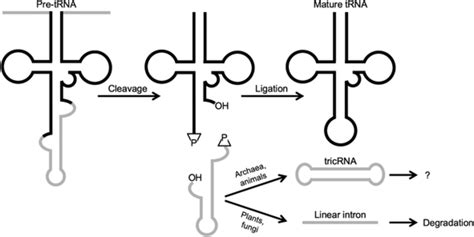 tRNA introns: Presence, processing, and purpose - Schmidt - 2020 ...