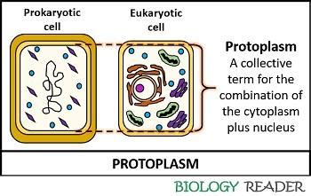 What is Protoplasm? Definition, Components, Properties & Functions - Biology Reader