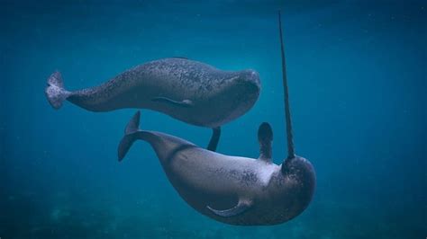 Narwhal - A-Z Animals