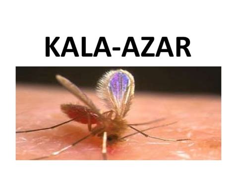 India Nears Kala Azar Elimination Target in 2023 – GKToday