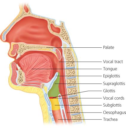 Vocal Tract Anatomy - Anatomical Charts & Posters