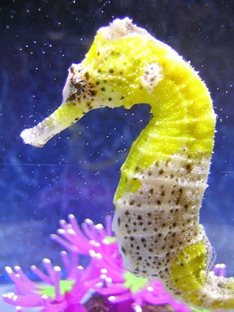 How to Set Up a Seahorse Aquarium - Marine Depot Blog