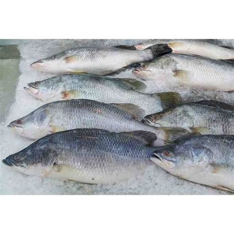 Jual Ikan Kakap Putih 1 KG | Shopee Indonesia