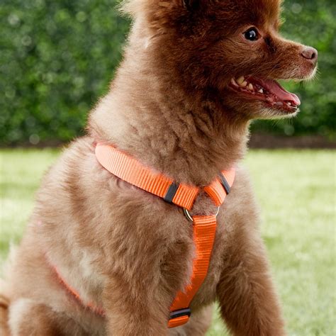 Red Dingo Classic Dog Harness, Orange, Medium - Chewy.com