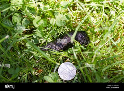 Hedgehog poo hi-res stock photography and images - Alamy