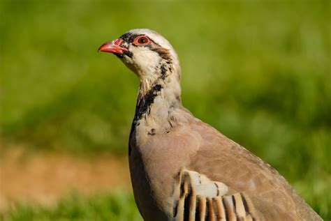 Chukar Partridge - Chukar Chicks for Sale | Cackle Hatchery