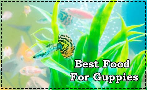 Top 10 Best Guppy Food For Color, Growth & Immune Support – Aquarium Hunter