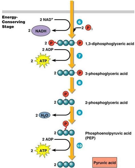 [DIAGRAM] Enzymatic Diagram Of Glycolysis - MYDIAGRAM.ONLINE