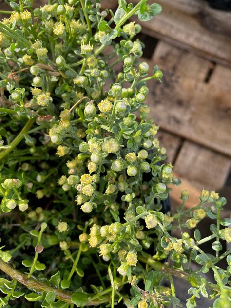 Baccharis pilularis 'Pigeon Point' (coyote bush) – Plant Material