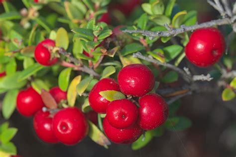 Crowberry Plant Pictures | Download Free Images on Unsplash