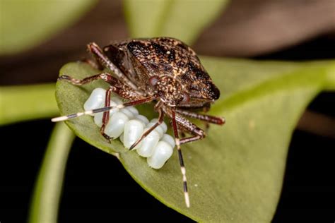 250+ Stink Bug Eggs On Plants Stock Photos, Pictures & Royalty-Free Images - iStock