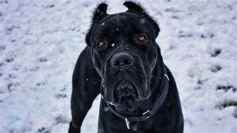 Cane Corso puppies first time in the snow ️ - YouTube