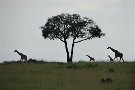 15 Days Uganda Wildlife Safari tour - Safari Vacations & Travel ...