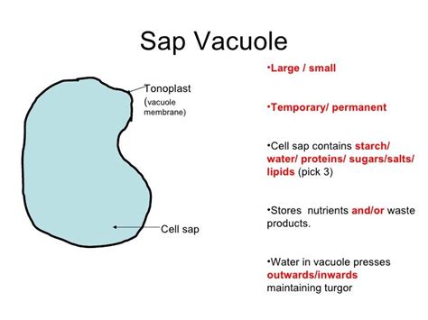 Sap Vacuole 1 | Decoupage box, Sap, Biology