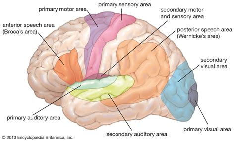 Wernicke area | Definition, Location, Function, & Facts | Britannica