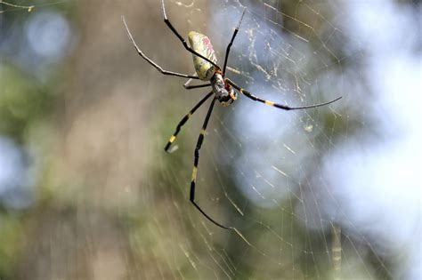 Download free photo of Spider,nature,close,animal,arachne - from ...