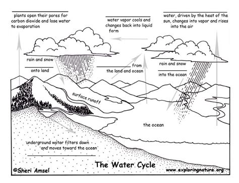 Water Cycle Diagram Worksheet