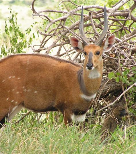 Bushbuck | African Wildlife Foundation