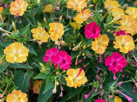 Mirabilis jalapa Four O'clock Plant: Facts and Uses