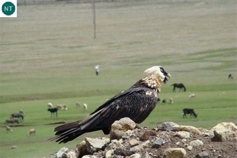 Kền kền râu Âu&Á&Phi | Bearded vulture/Lammergeyer/Lammergeier (Gypaetus barbatus)(Accipitridae ...