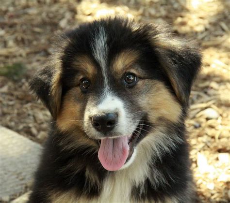 stunning German shepherd x collie. i want i want i want Rough Collie ...