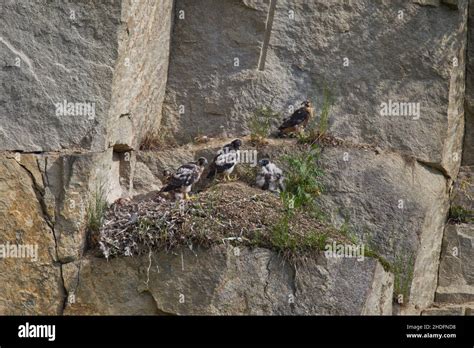 bird's nest, peregrine falcon, bird's nests, peregrine falcons Stock ...