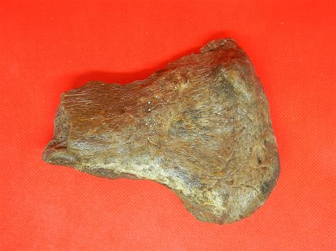 Fossil Specimen: Mammals | Jurassic James